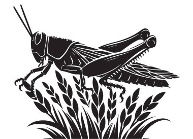 Çekirge silüeti, buğday sapı çizimine tünemiş.