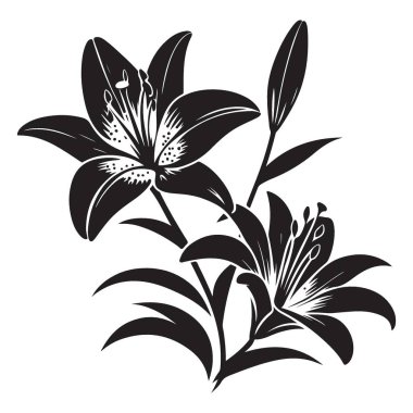 Siluet Lily Çiçek Vektör Resimleri Zarif Botanik Grafik Tasarımı
