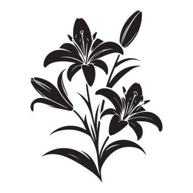 Zarif Lily Çiçekleri Saflık ve Güzellik Simgesi
