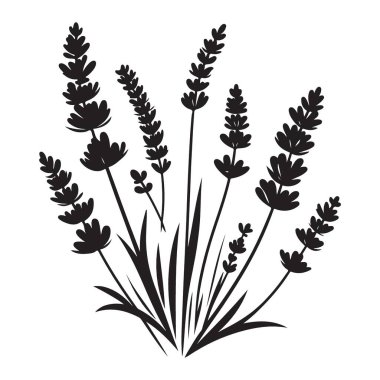 Lavanta Silueti Vektör İllüstrasyon Çiçek Tasarım Elementi