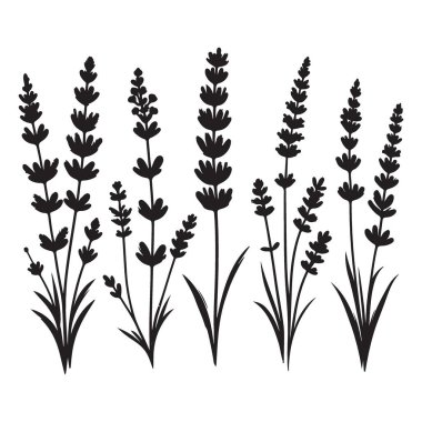 Zarif Lavanta Siluet Vektör Koleksiyonu Botanik Sanat Tasarımı