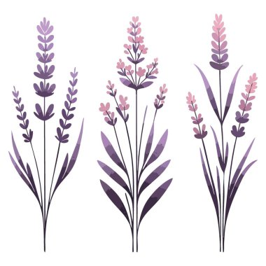 Doğal Güzellik ve Aromaterapi İçin Suluboya Lavanta Çiçekleri Çizimi