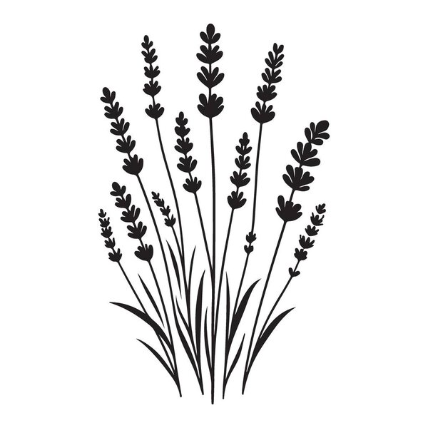 Векторная иллюстрация вектора лаванды для травяных рисунков