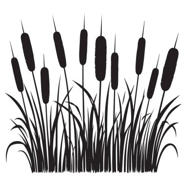 Bataklık ve Bataklık Çizimleri için Kedi Kuyruğu Vektör Sanatı