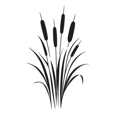 Doğanın İlham Verdiği Tasarımlar İçin Zarif Kedikuyruğu Bitkisi Görüntü Çizimi