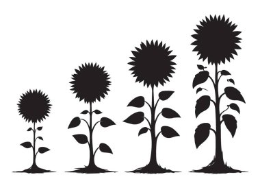 Ayçiçeği Büyüme Safhası Siluet Vektörü İllüstrasyon Sanatı