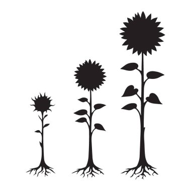 Ayçiçeği gelişimi tarım eğitimi tasarımı için illüstrasyon aşamaları