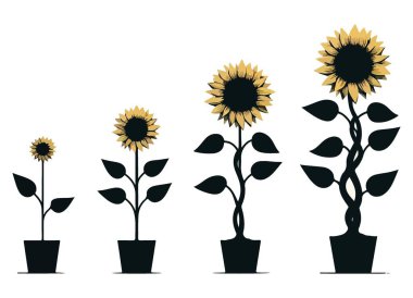 Sunflower Growth Stages Illustration Vector Plants and Life Cycle clipart