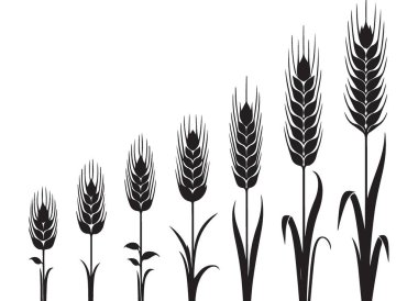 Buğday Yetiştirme Vektörü İllüstrasyon Silüeti Tarım Geliştirme Aşamaları
