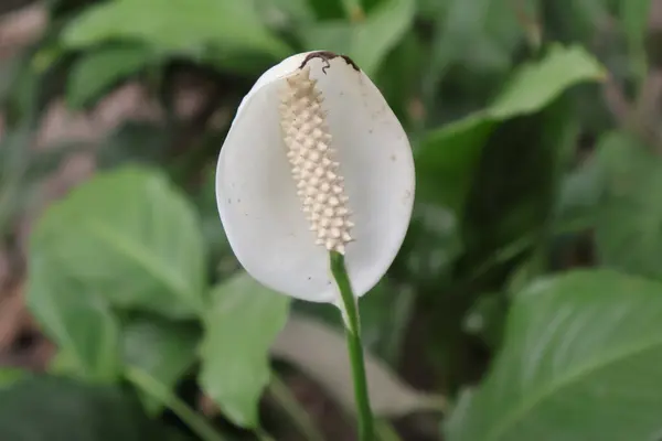 Bahçedeki güzel nilüfer çiçeği