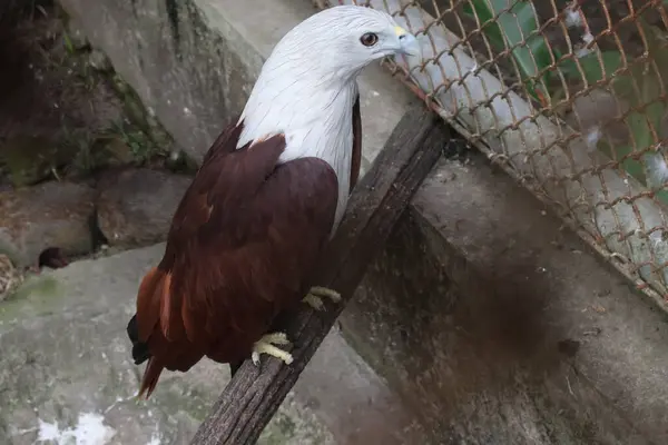 Tahta arka planda beyaz kuş