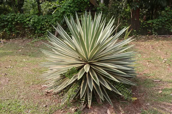 Tropikal bitkilere yakın