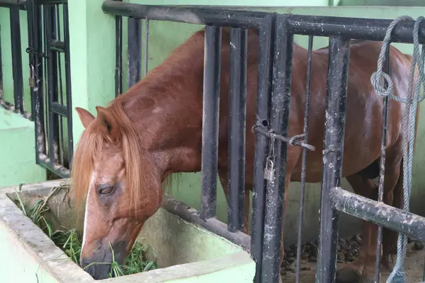 Ahırda kahverengi bir at..