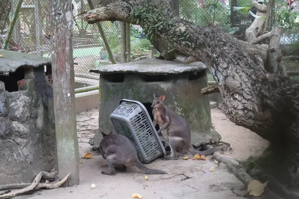 Hayvanat bahçesinde kanguru