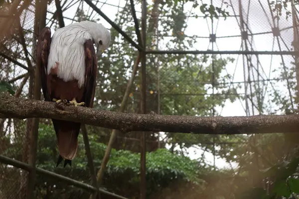 Hayvanat bahçesinde bir kuş
