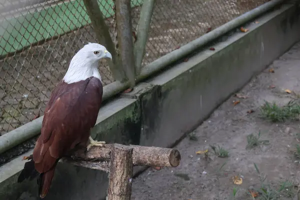 Hayvanat bahçesindeki beyaz kartal