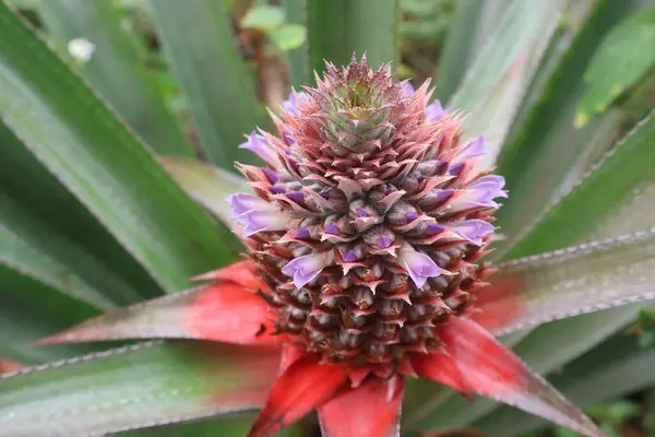 Bahçede yeşil yapraklı ananas