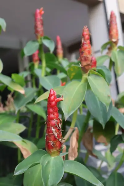 Güzel botanik fotoğrafı, doğal duvar kağıdı.