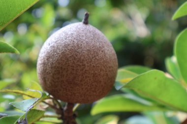 Yakın çekim - bir demet taze olgun kivi