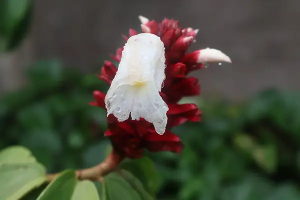 Bahçedeki kırmızı çiçek