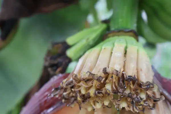 Bahçede muz yaprağı