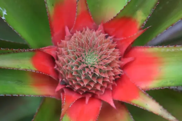 Kırmızı kaktüs, kapat.