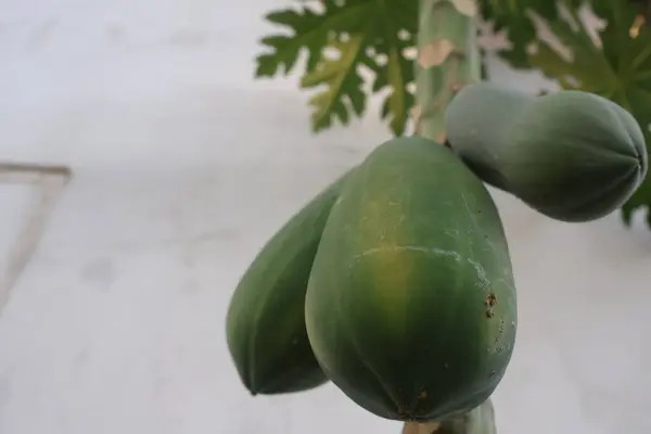 Ağaçtaki papaya.