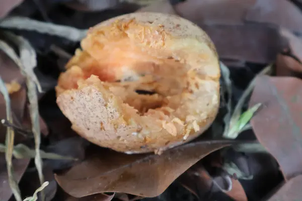 Güneş ışığında ağaçta çürümüş bir patatesin yakın plan çekimi.