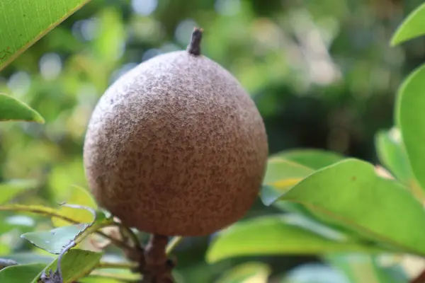 Yakın çekim - bir demet taze olgun kivi