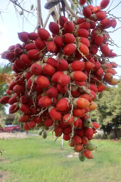 kırmızı olgun palmiye