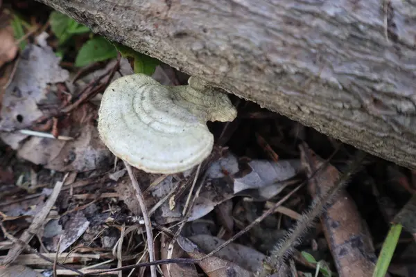 Ormanda beyaz mantar