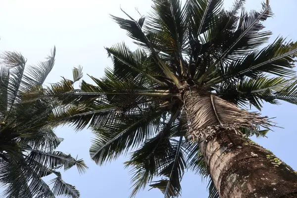 Bahçede hindistan cevizi ağaçları