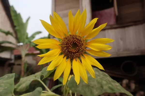 Ayçiçeği alan yaz sezonu.