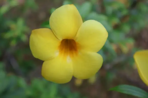 Bahçedeki sarı çiçek