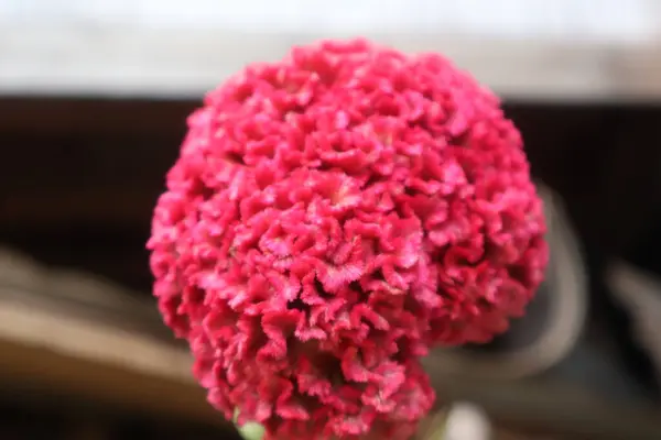 The beauty and elegance of the cockscomb flower when it is in full bloom
