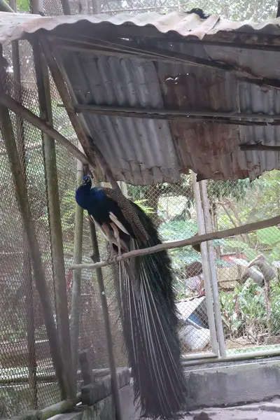 Mavi tüylü tavuskuşu