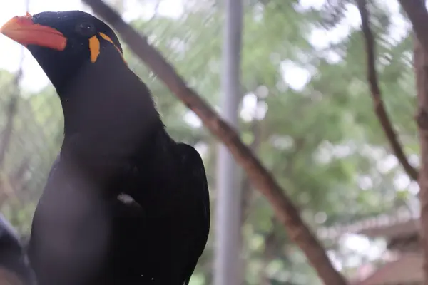 Bir kuşun yakın plan çekimi.