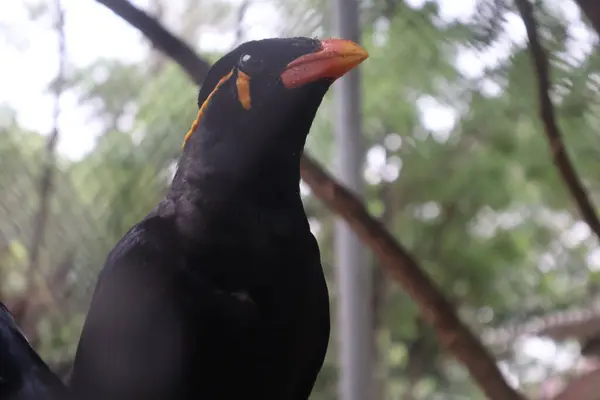 Bir kuşun yakın plan çekimi.