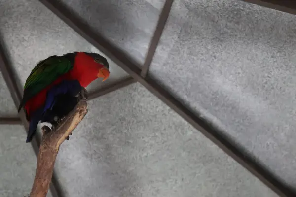 Hayvanat bahçesinde bir kuş