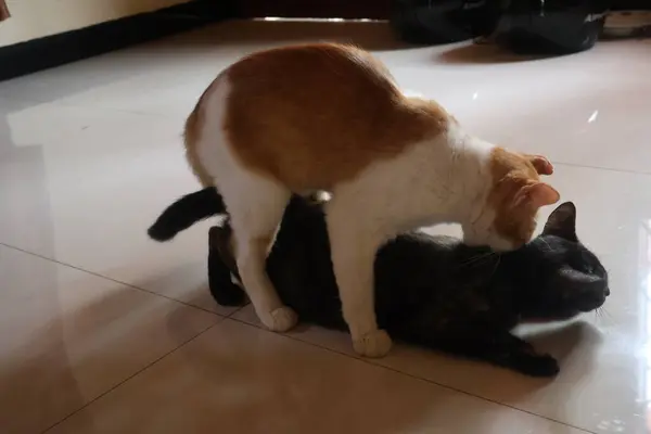 Kedi Kızlar Götlerini Siktirdikten Sonra Yalaşarak Temizlendiler Kedi Kızlar Götlerini Siktirdikten Sonra Yalaşarak Temizlendiler