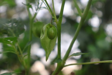 Bahçedeki yeşil bezelyelerin yakın görüntüsü.