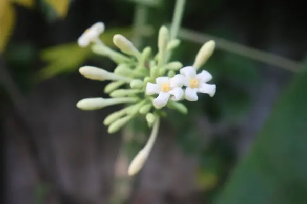 Bahçedeki papaa meyvelerinin beyaz çiçeklerini kapat.
