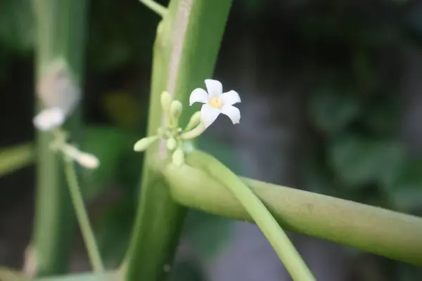 Bahçedeki papaa meyvelerinin beyaz çiçeklerini kapat.