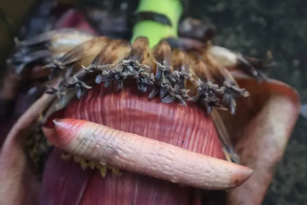 Bahçedeki muz meyvelerini kapatın.