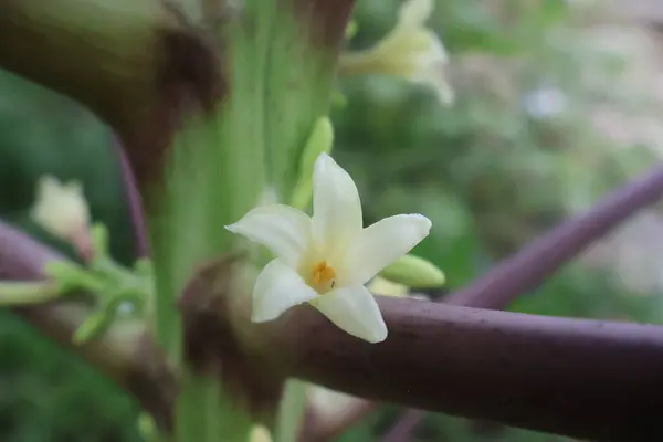 Bahçedeki papaa meyvelerinin beyaz çiçeklerini kapat.