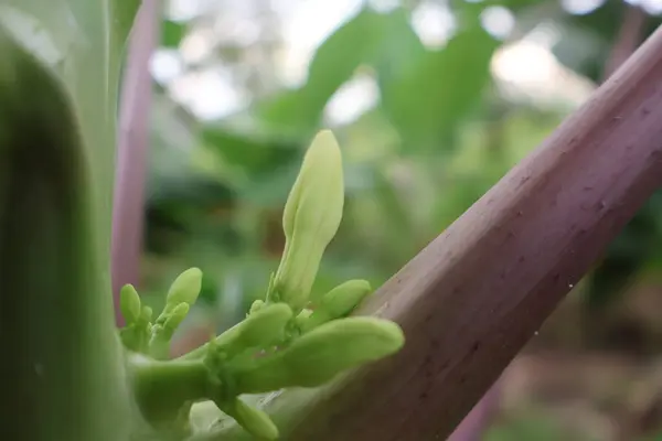 Bahçedeki papaa meyvelerinin beyaz çiçeklerini kapat.