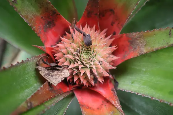 Güzel botanik fotoğrafı, doğal duvar kağıdı.