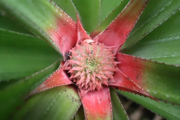 Bahçede güzel tropikal meyveler