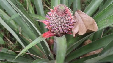 Ananas ağacının güzel çiçekleri