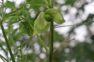 Physalis angulata (ceplukan, ciplukan, kabuk domatesleri, yer kirazı, physalis peruviana, İnka üzümü, Cape bektaşi üzümü, poha üzümü, altın çileği) ilaç veya meyve için yararlı olan tropikal bitki